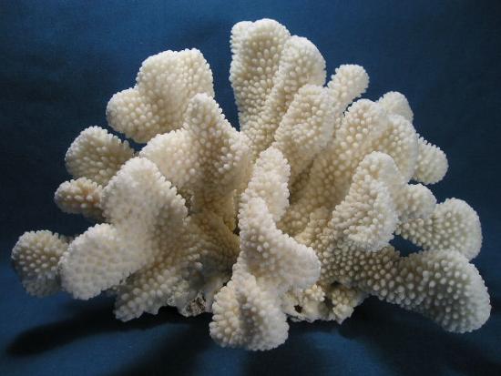 Cat Paw Coral
