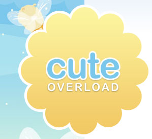 Website Of The Day: CuteOverload