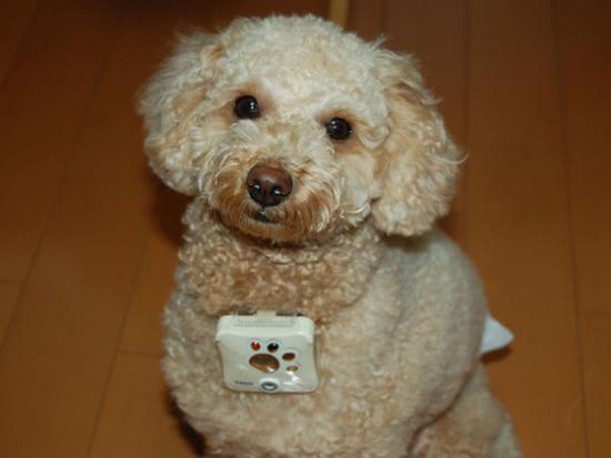 Tech News Roundup - Camera For Your Puppy