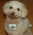 Doggie Styles: Gadgets and Gizmos for Fido