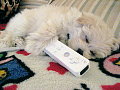Caption This - Wii Puppii