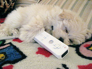 Caption This - Wii Puppii