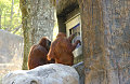 Orangutans Play Video Games Too!