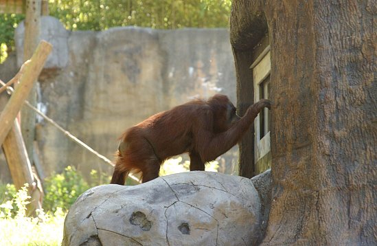 orangutan_2_wenn1303034
