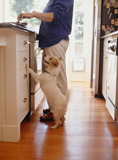 Make Your Own Pet Food