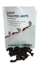 Would You Eat Bugs?