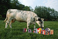 Cows Eat Candy Too