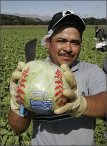 Iceberg Lettuce is Given the Cold Shoulder