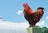 All The News That's Fit To Eat - September 19, 2007