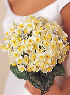 Flowers 101: Daffodils