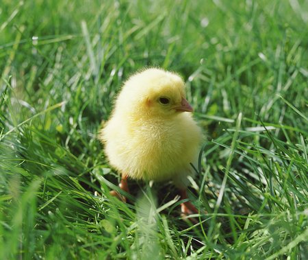 Come Party With Me: Easter - Menu (Dinner, 1st Course)