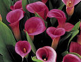Flowers 101: Calla Lily