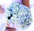 Flowers 101: Hydrangeas