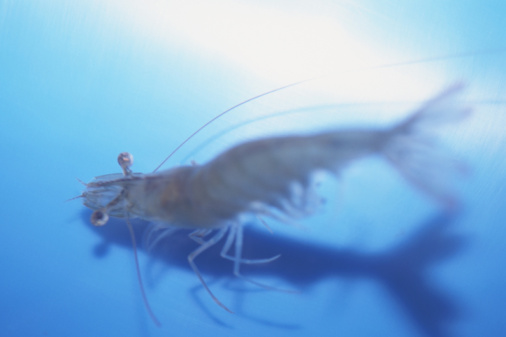 Shrimp Tips For National Shrimp Day