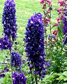 Flowers 101: Delphinium
