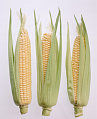 What's In Season: Corn