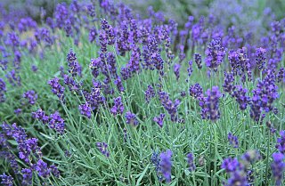 Flowers 101: Lavender