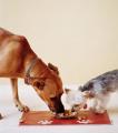 Come Paw-ty With Me: Dog Birthday - Menu (Dog Food)