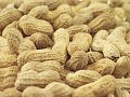 A Cure To Peanut Allergies?