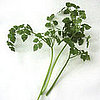 Chervil