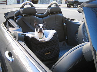 Pampered Pals: Doggies Stylin' Car Seat
