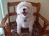 Welcome Pet of the Week to PetSugar!