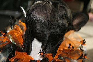 To the Rescue: Halloween Costumes and Your Pet