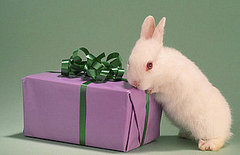 Have You E-Gifted Your Pet on TeamSugar Lately?
