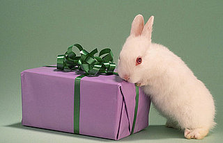 Have You E-Gifted Your Pet on TeamSugar Lately?