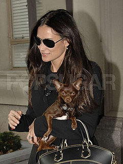 Quiz: How Well Do You Know Your Celebrity Pets?