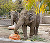 Creature Features: Elephants Smashing Pumpkins