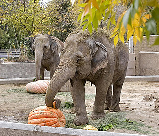 Creature Features: Elephants Smashing Pumpkins