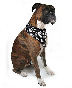 Halloween Bandana
