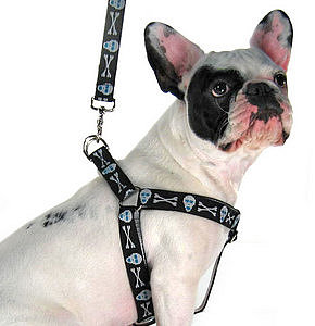 Jolly Rover Harness