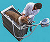 SanWhirl Dog Jacuzzi: Spoiled Sweet or Spoiled Rotten?