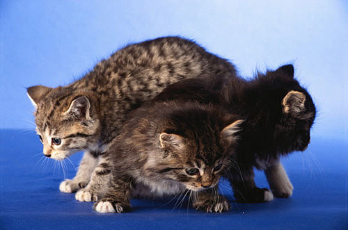 To the Rescue: Choosing a Shelter Cat