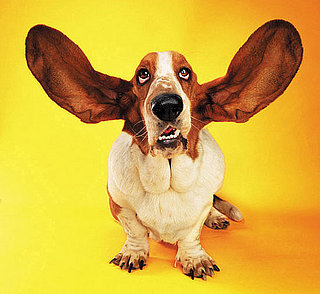 Pet Peeves: My Dog Has Dirty Ears