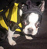 PetSugar's Halloween Photo Contest Is Here!