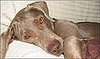 What's Your Take: Did Heather Mills Kill a Dog?