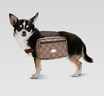 Gucci Pet Backpack: Spoiled Sweet or Spoiled Rotten? 