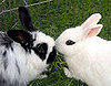 Bunny Love!
