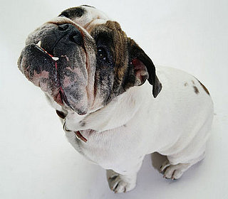 The Scoop: Pets Can Get SAD, Too 