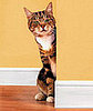 Where Can Your Cat Find The Litterbox?