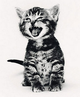 Pet Peeves: My Cat Won't Stop Meowing!