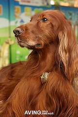 JooZoo: Spoiled Sweet or Spoiled Rotten?