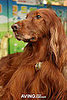 JooZoo: Spoiled Sweet or Spoiled Rotten?