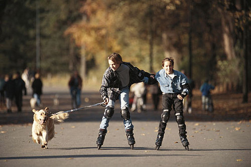 Busy Bees: Dogs Across America