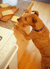 Pet-Proofing Your Home: Kitchen