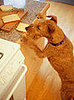 Pet-Proofing Your Home: Kitchen