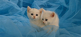 Check Out the Pets and Win a PetSugar Tee!